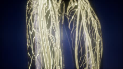 Human-Body-with-Glow-Blood-Vessels