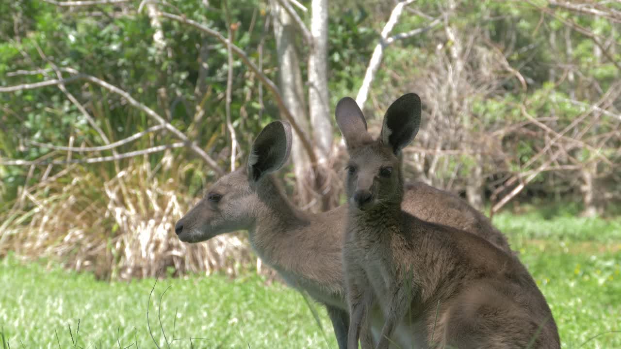 dos canguros grises orientales relajándose en un exuberante campo verde