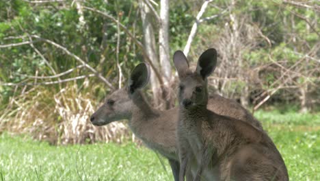 two eastern grey kangaroos relaxing in lush green field