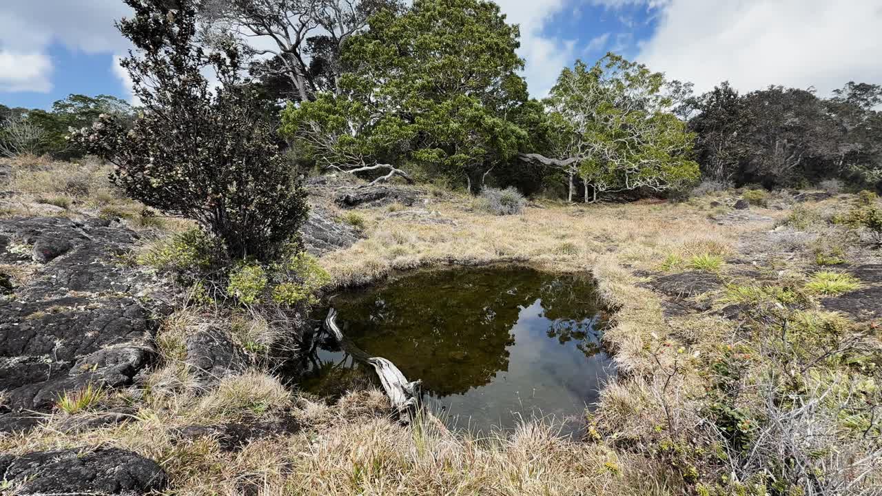 Uma pequena lagoa natural rodeada por rochas vulcânicas e vegetação nativa no Havaí.