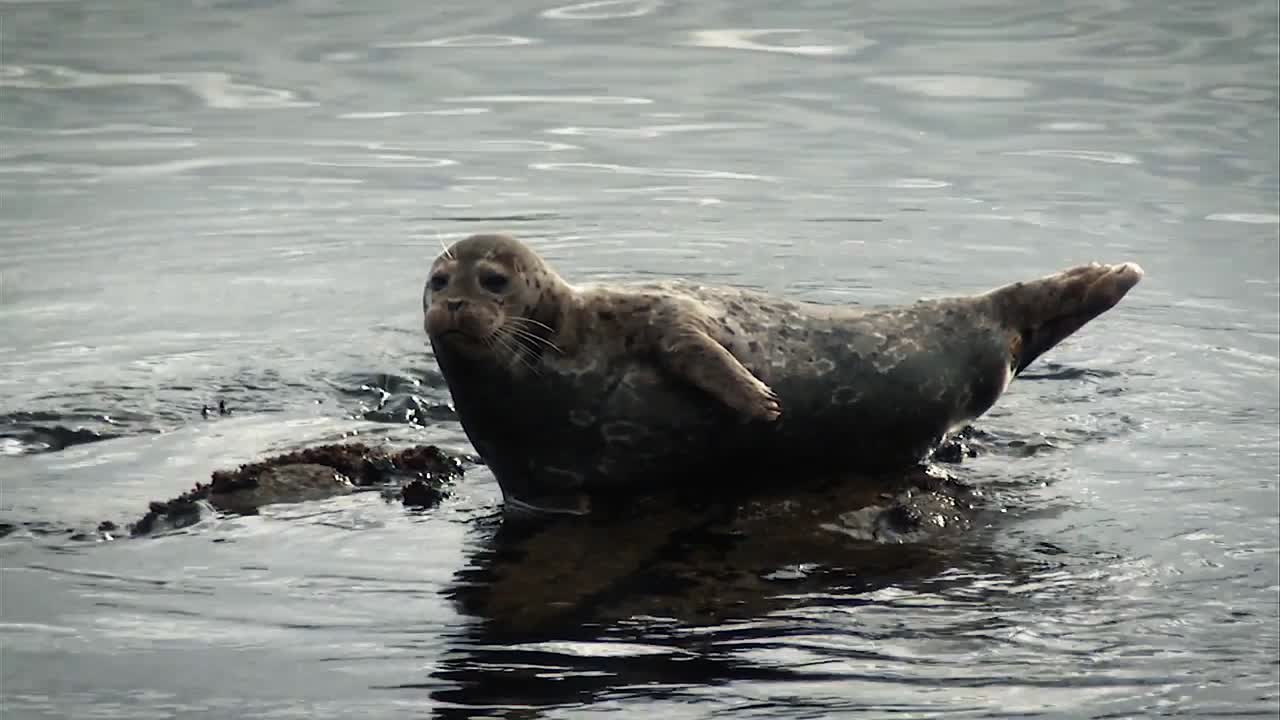 una foca de puerto descansando perezosamente en la costa del pacífico