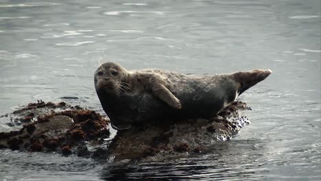 a harbor seal laying lazingly on the pacific coast