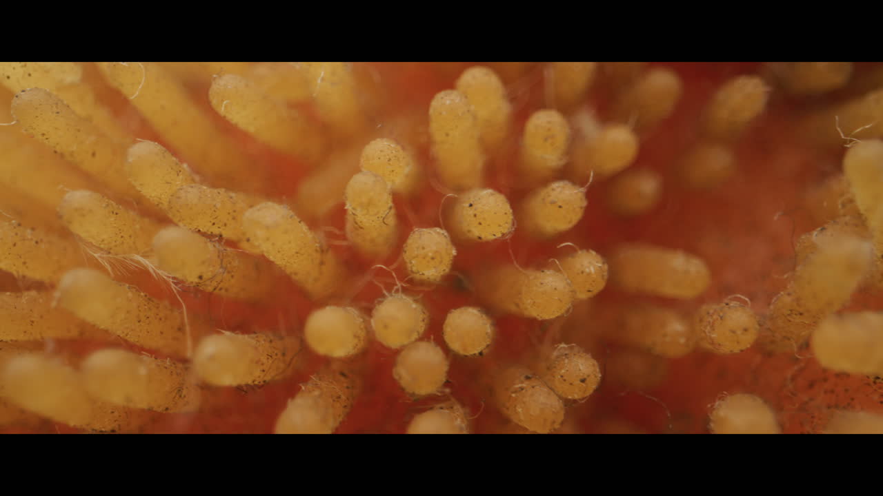 Close-up of a Flower's Texture