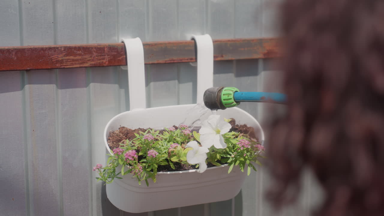 Gardener Waters White Petunia Plants, Sunlit Scene Of Gardener Watering Delicate White Petunia Flower, Soft Sunlight Bathes Gardener Tending White Petunia Flower Next To Fence And Balcony