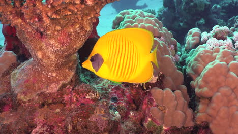 single yellow butterflyfish on coral reef