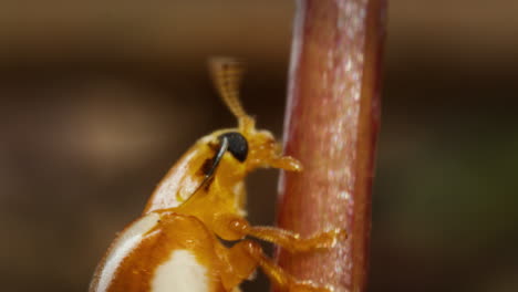 Orange Ladybug Halyzia sedecimguttata scurrying up plant stalk, close-up macro