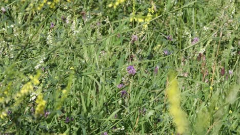 mariposas blancas y abejas polinizan un colorido campo de flores silvestres