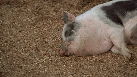 el cerdo está durmiendo.