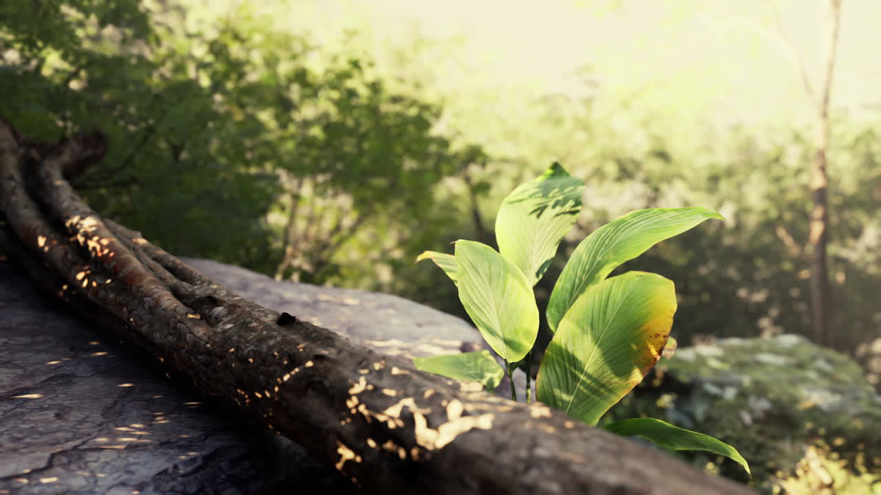 숲 속 의 열대 식물 의 근접 사진