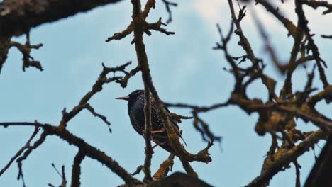 pájaro estornino en una rama de manzano sin hojas-1
