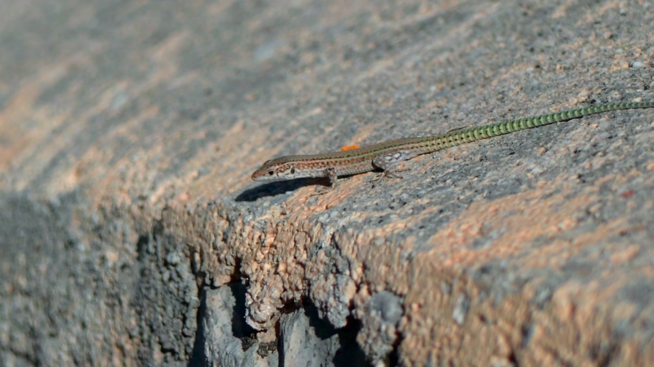 Small slender lizard lies on rough sunlit rock in side view, tail stretched across textured stone. Soft daylight, muted earthy colors, low ground viewpoint, shallow depth.
