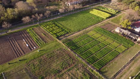 Imágenes-De-Drones-Inclinados-Hacia-Abajo-De-Un-Huerto-En-Una-Granja-Al-Atardecer-En-Buenos-Aires