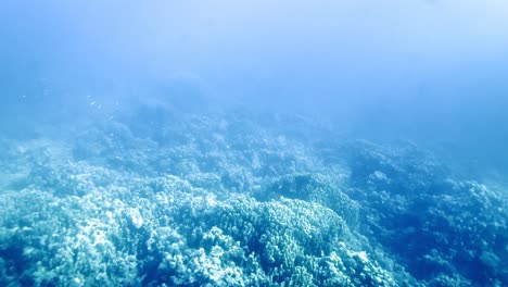 underwater corals and fishes at the bottom of the red sea in egypt