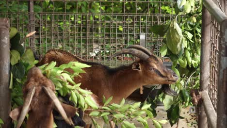 cabras comiendo hojas en una jaula