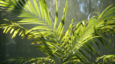 bright-light-shining-through-the-humid-misty-fog-and-jungle-leaves