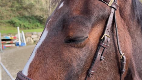 close-up of white and brown horse with bridle in ranch