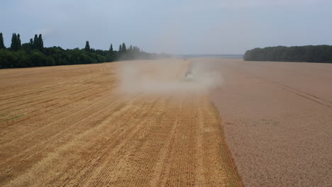 combine harvester hardly seen in the dusty cloud. storks flying over the plantation. combine mowing the long field limited by forests on two sides.