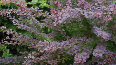 Busch-Mit-Lila-Blüten-Im-Wind