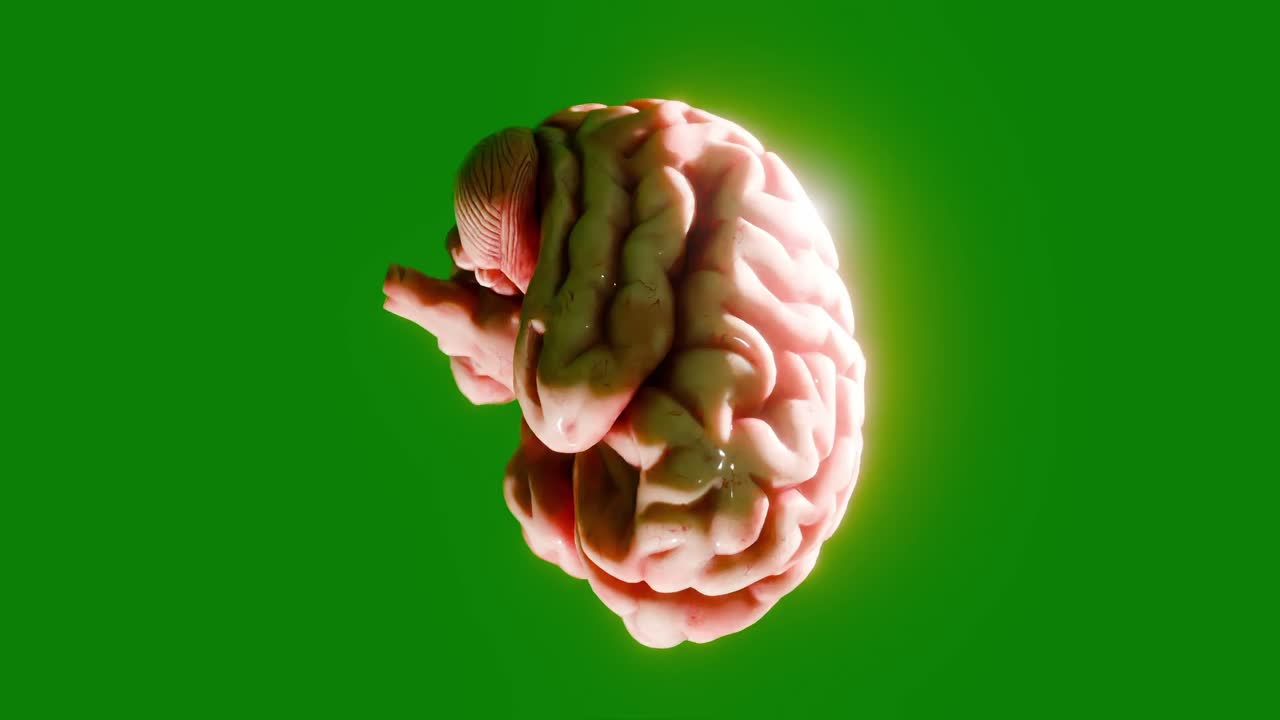 3D human brain isolated on green background. Anatomical model illustration with soft lighting. Science, intelligence, and mental health concept. Design for poster, header, wallpaper, vertical