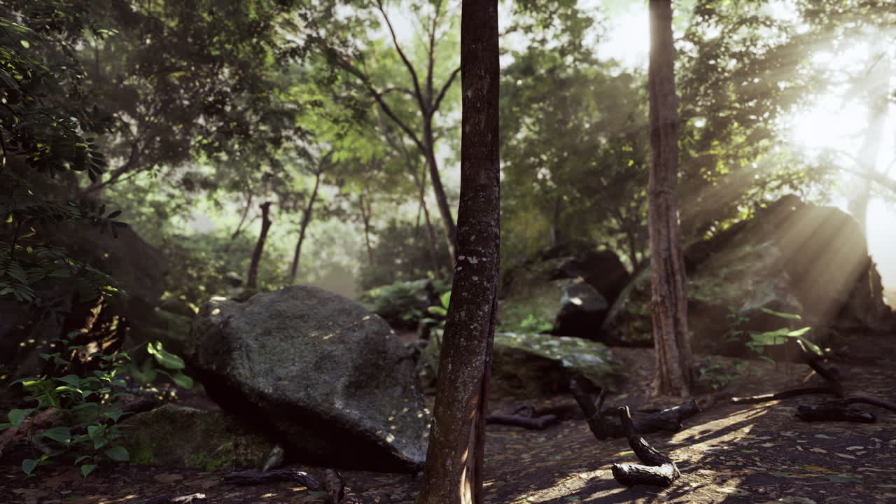 la luz del sol filtrándose a través de un bosque de la selva brumosa