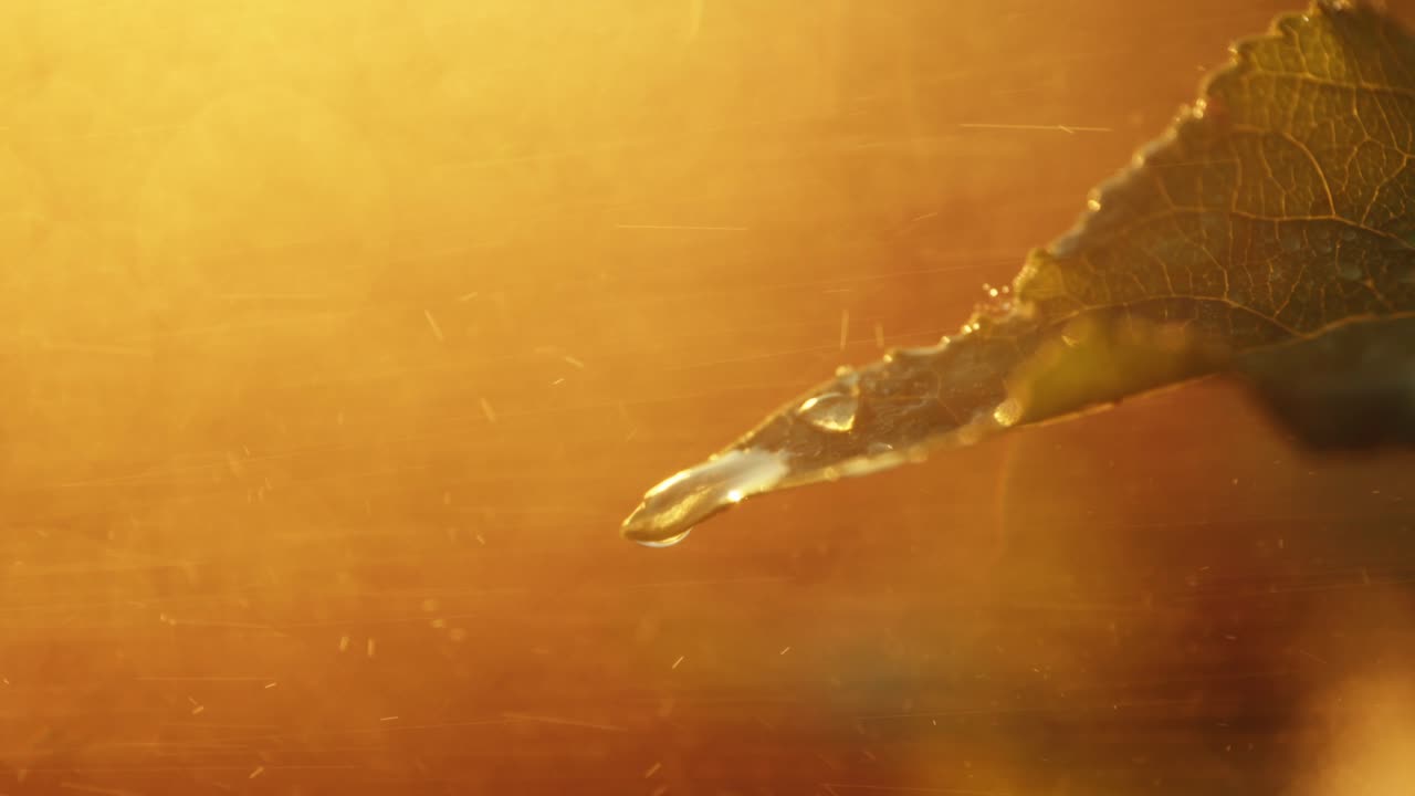 Water Droplet on a Leaf at Sunset