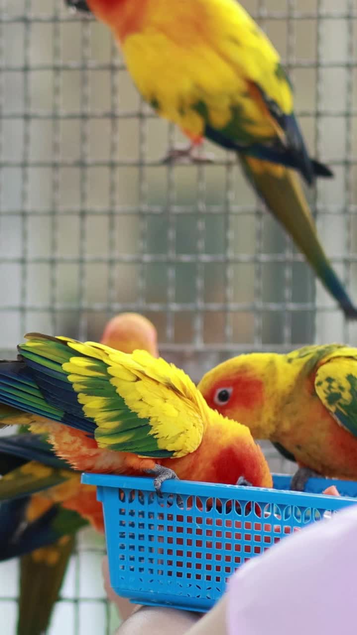 Pássaros coloridos comendo de uma cesta em Bangkok