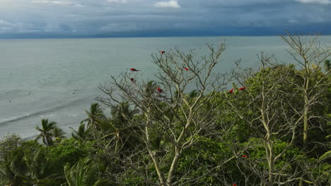 Costa-Rica-macaws-elegantly-soars-embodying-the-freedom-of-nature.