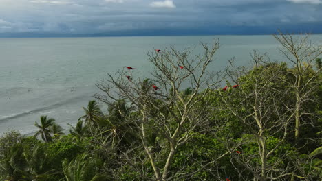 los guacamayo de costa rica se elevan elegantemente encarnando la libertad de la naturaleza.