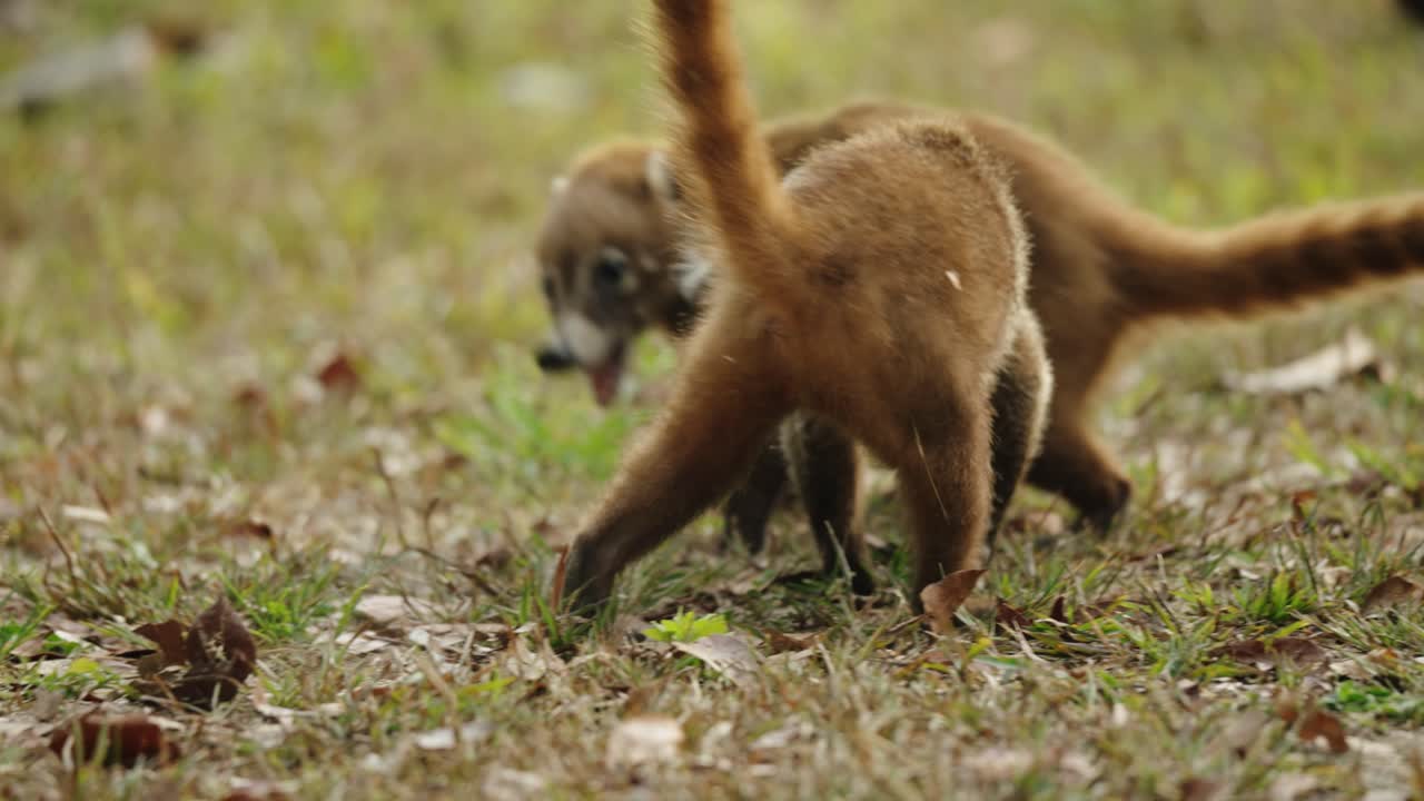 Two wild coatis touch noses in a curious, playful interaction on the grassy jungle floor of Tikal National Park.