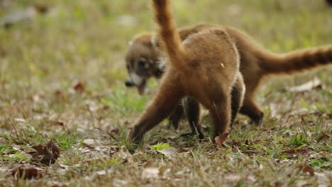 two wild coatis touch noses in a curious, playful interaction on the grassy jungle floor of tikal national park.