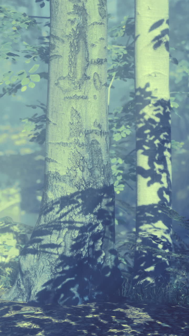 Sunlight filtering through leaves in a serene forest landscape