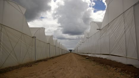 a dirt road between greenhouse on a kenyan flower farm