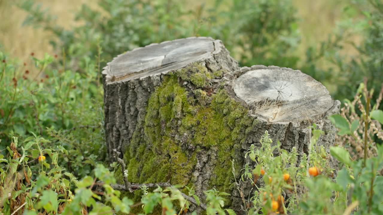 Moss-covered tree stump in dense vegetation
