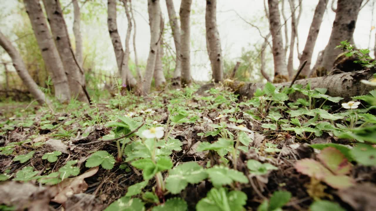 viajando bajo al suelo en un bosque, plantas de fresa silvestres en el suelo