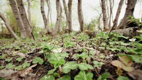 travelling low to the ground in a forest, wild strawberry plants on the ground