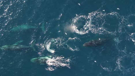 Pod-of-Majestic-Whales-Swimming-in-blue-Ocean-Waters,-a-flock-of-seagulls-following-the-playful-giant-sea-creatures