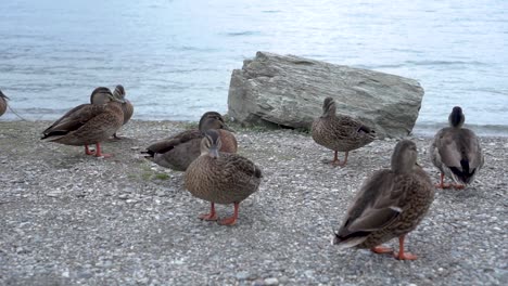 family of ducks by beautiful blue lake wakatipu, queenstown, new zealand with mountains fresh snow cloudy sky in background