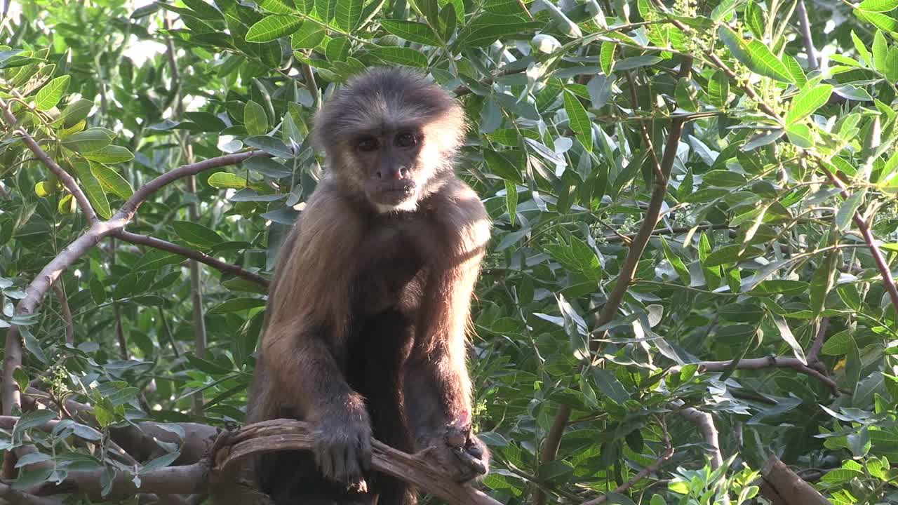 Weeper Capuchin (Cebus nigrivittatus) Sitting on a tree and eating fruit