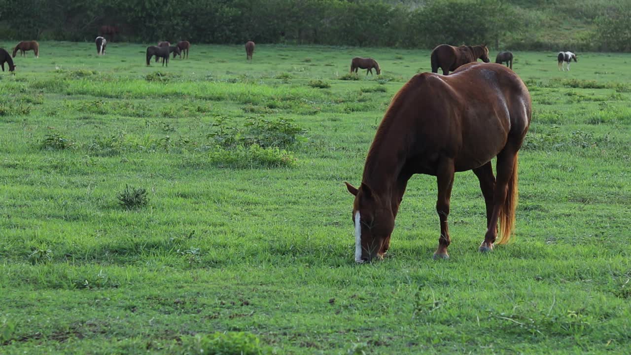 toma fija de un gran caballo marrón pastando y alimentándose de la exuberante hierba verde en un rancho en hawaii