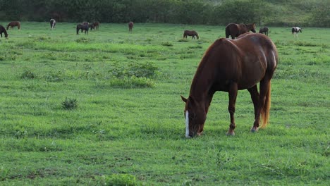 still shot of a large brown horse grazing and feeding on the lush green grass on a ranch in hawaii