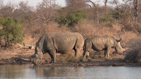 A-Southern-White-Rhino-and-her-calf-stop-for-a-drink-from-the-waterhole-in-the-African-wilderness