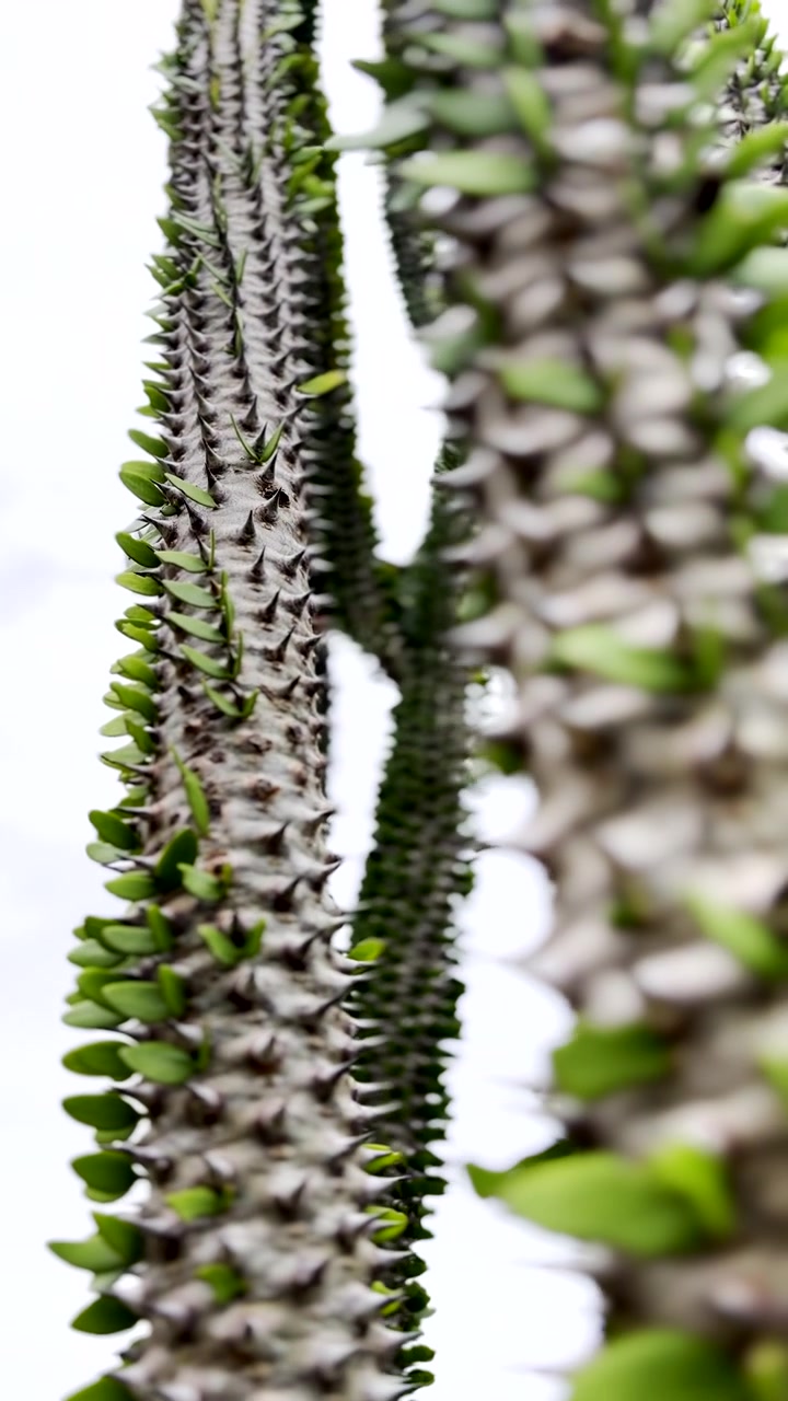 Madagascar Ocotillo with spiny succulent stems, abstract vertical