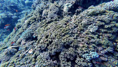 escena de coral submarino vida marina colorida con peces naranja nadar en egipto dahab buceo punto de vista dentro del agua del océano