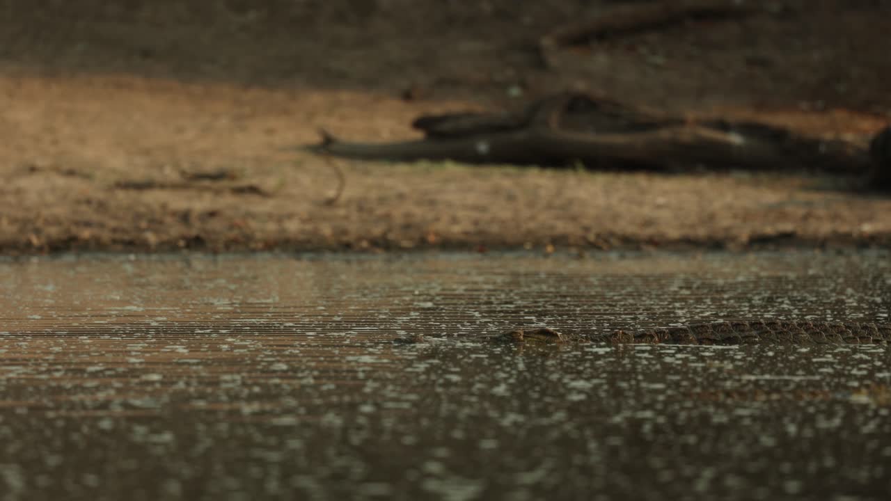 Nile crocodiles swimming through the water during sunset, Mana Pools, Zimbabwe
