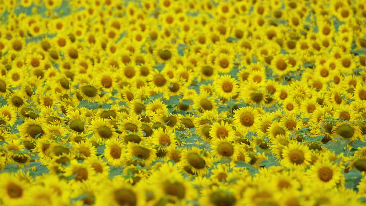 카메라 가 확대 할 때 노란색 꽃 의 바다, 태국 의 일반적 인 해바라기 헬리안투스 안누스