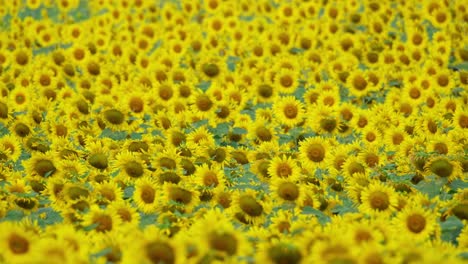 un mar de flores amarillas mientras la cámara se aleja, el girasol común helianthus annuus, tailandia