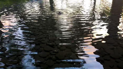 estanque de reflexión con agua burbujeante y ondas concéntricas en agua quieta al atardecer