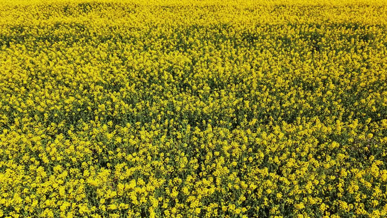 Campos de flores amarillas florecen bajo un cielo azul claro en primavera.