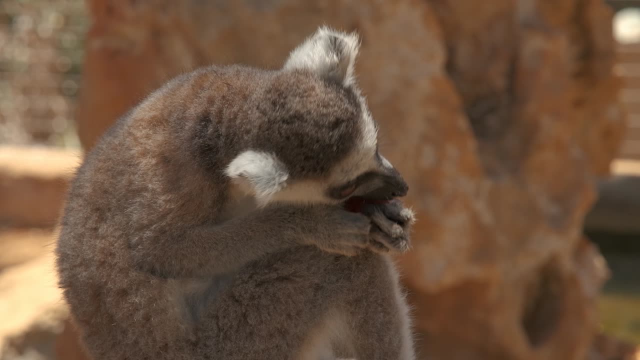 Primo piano di un lemure cucciolo che mangia un pezzo di frutta.