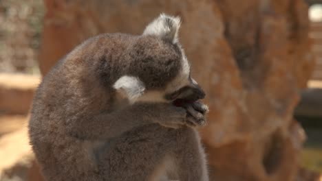 Nahaufnahme-Eines-Babylemurs,-Der-Ein-Stück-Obst-Isst